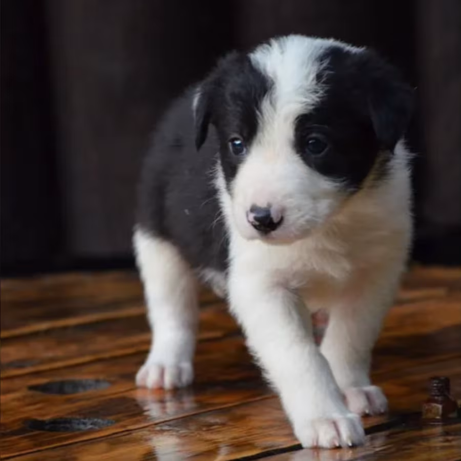 Collie Puppies for Sale in Texas (TX)