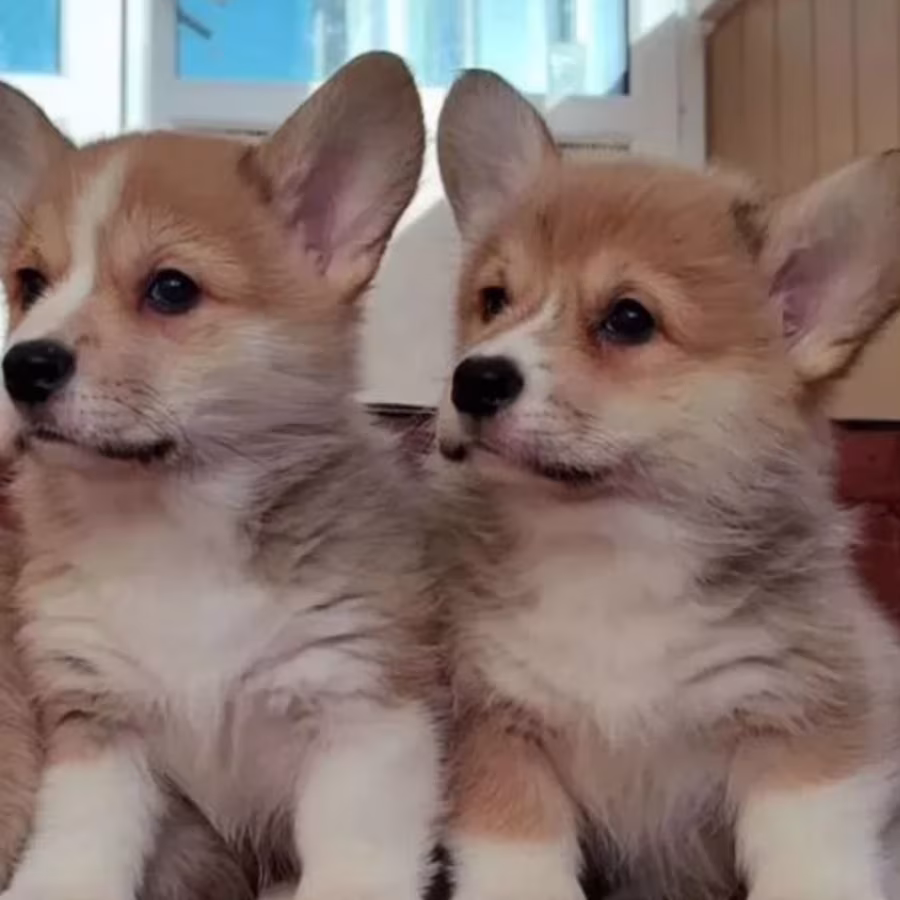 Pembroke Welsh Corgi Puppies for Sale in New York (NY)