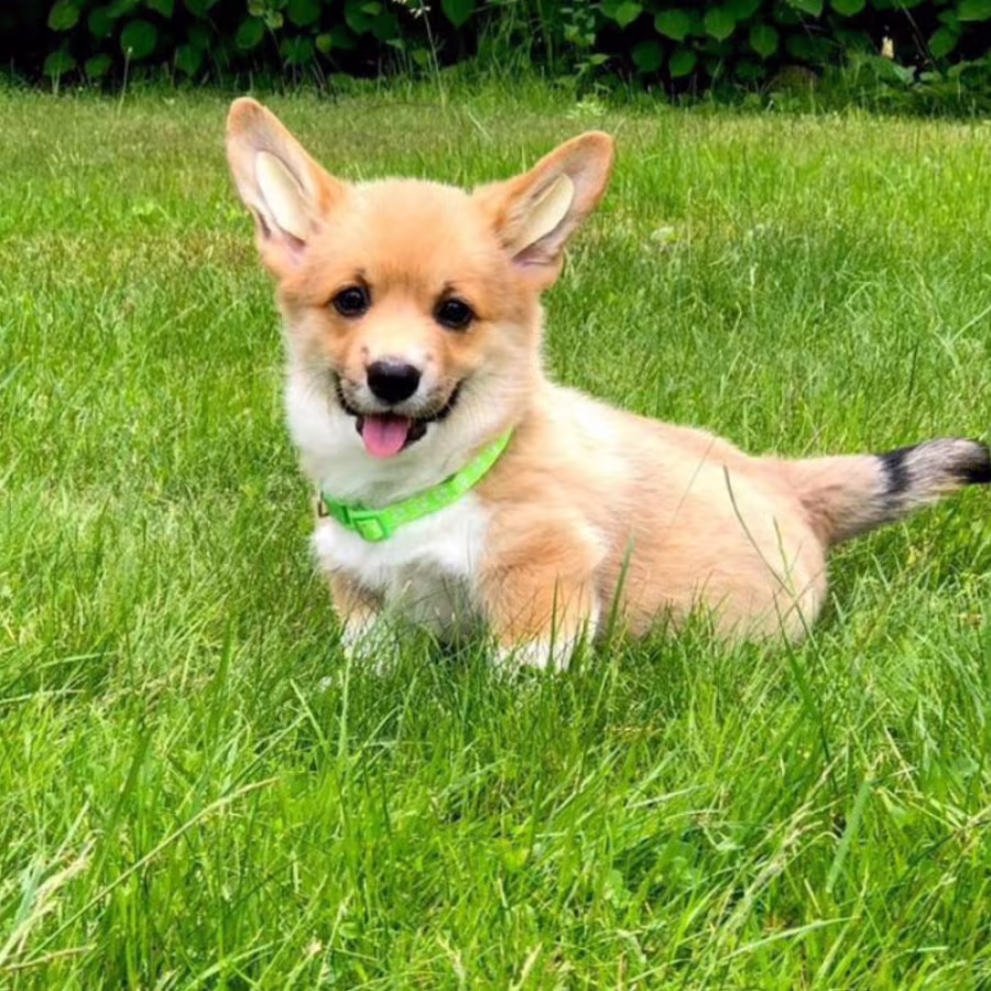 Pembroke Welsh Corgi Puppies for Sale in Texas (TX)