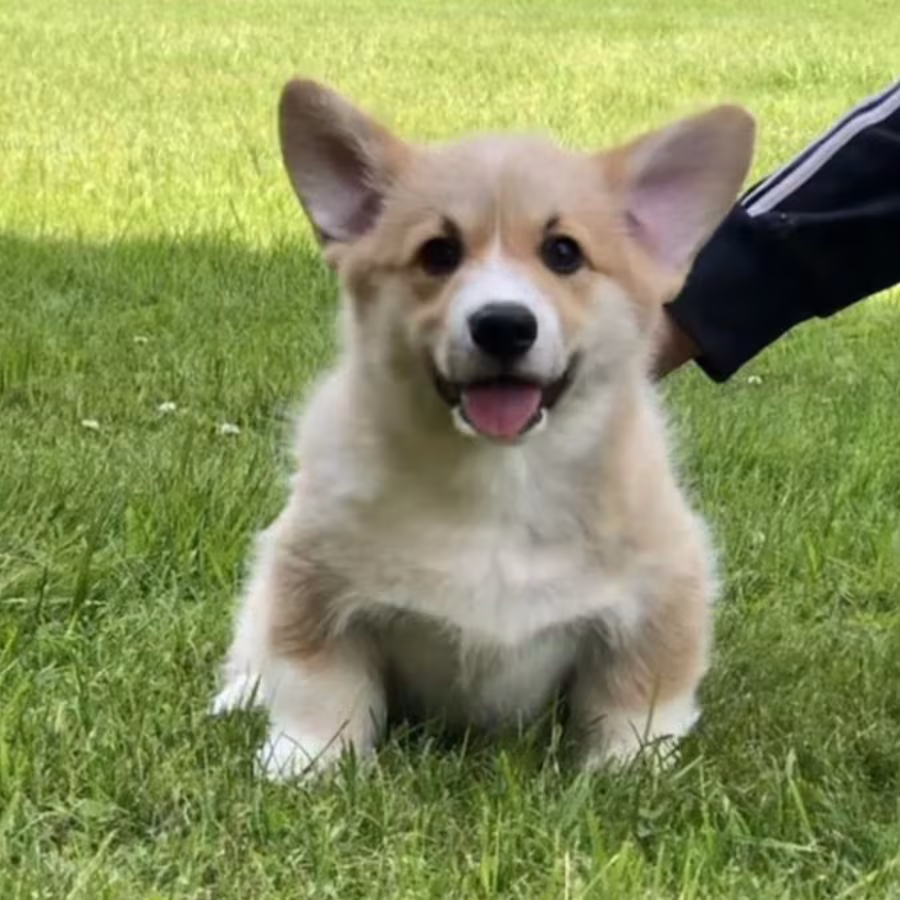 Pembroke Welsh Corgi Puppies for Sale in Texas (TX)