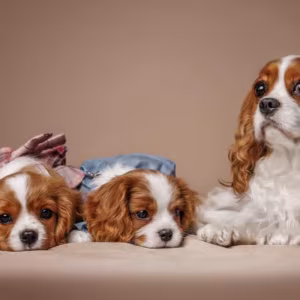 Cavalier King Charles Spaniel Puppies for Sale in Texas (TX)