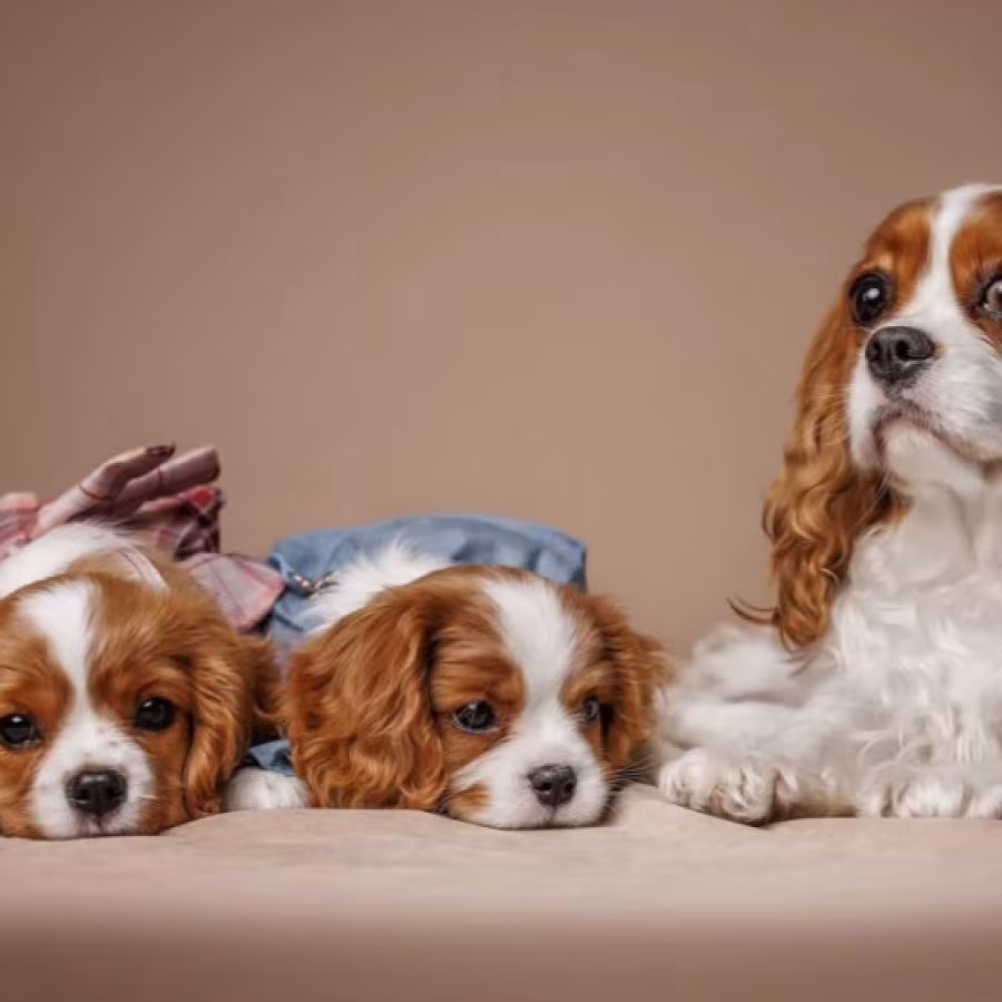 Cavalier King Charles Spaniel Puppies for Sale in Texas (TX)