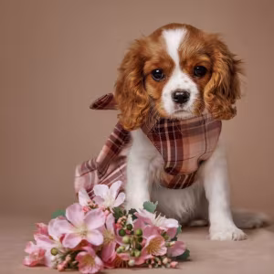 Cavalier King Charles Spaniel Puppies for Sale in Texas (TX)