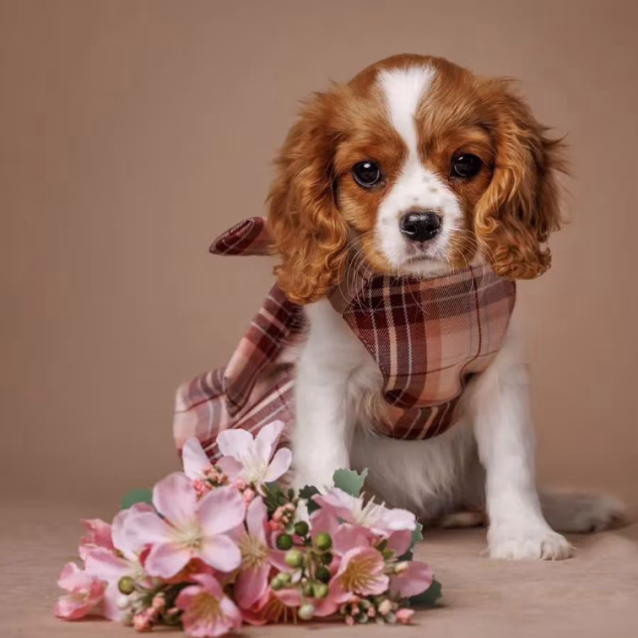 Cavalier King Charles Spaniel Puppies for Sale in Texas (TX)