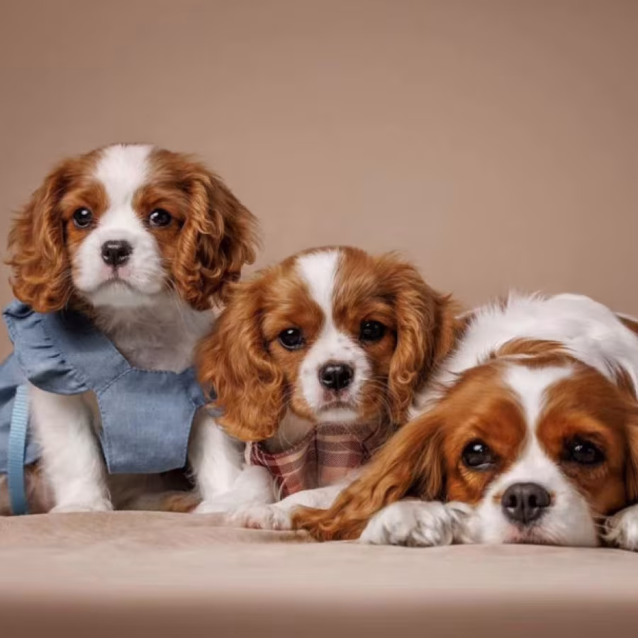 Cavalier King Charles Spaniel Puppies for Sale in Texas (TX)