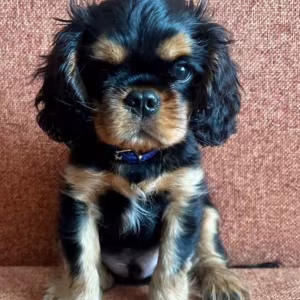 Cavalier King Charles Spaniel Puppies for Sale in Minnesota (MN)