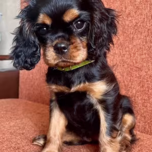 Cavalier King Charles Spaniel Puppies for Sale in Minnesota (MN)