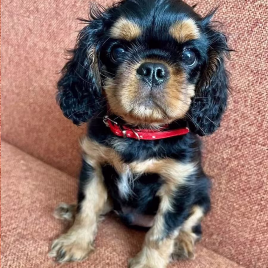 Cavalier King Charles Spaniel Puppies for Sale in Minnesota (MN)