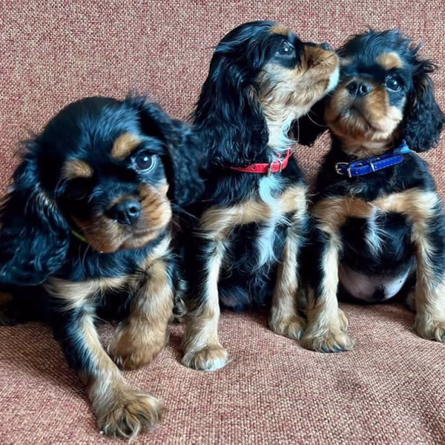 Cavalier King Charles Spaniel Puppies for Sale in Minnesota (MN)