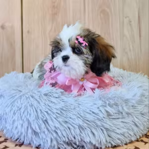 Cavalier King Charles Spaniel Puppy for Sale in Louisiana (LA)
