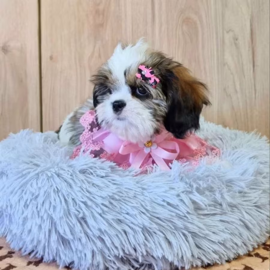Cavalier King Charles Spaniel Puppy for Sale in Louisiana (LA)