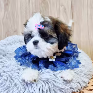 Cavalier King Charles Spaniel Puppy for Sale in Louisiana (LA)