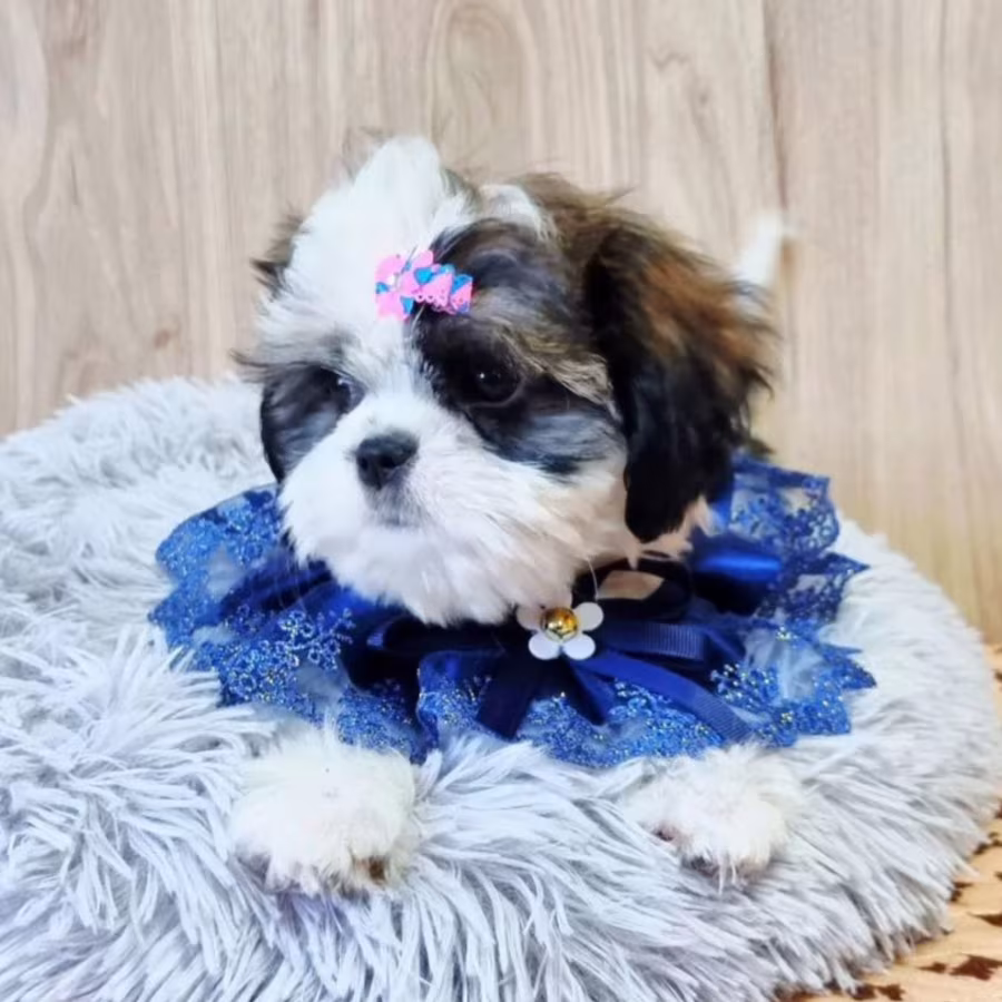 Cavalier King Charles Spaniel Puppy for Sale in Louisiana (LA)