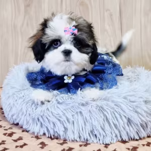Cavalier King Charles Spaniel Puppy for Sale in Louisiana (LA)