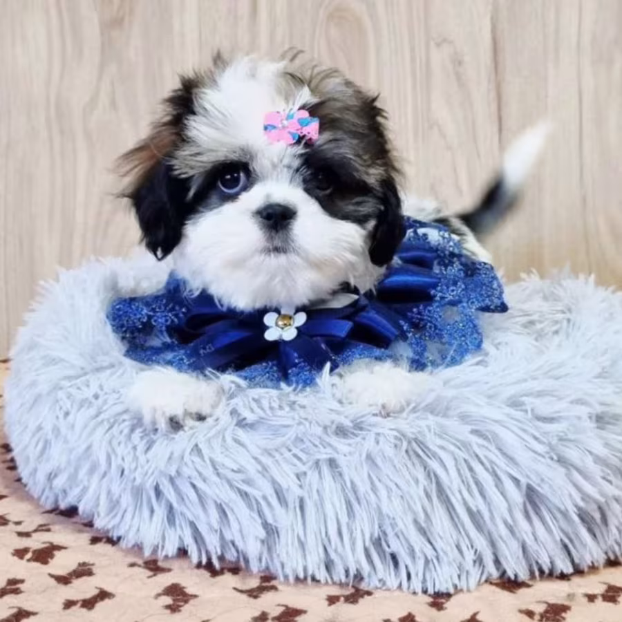 Cavalier King Charles Spaniel Puppy for Sale in Louisiana (LA)
