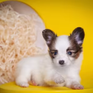 Papillon puppies for sale
