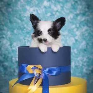 Papillon puppies for sale