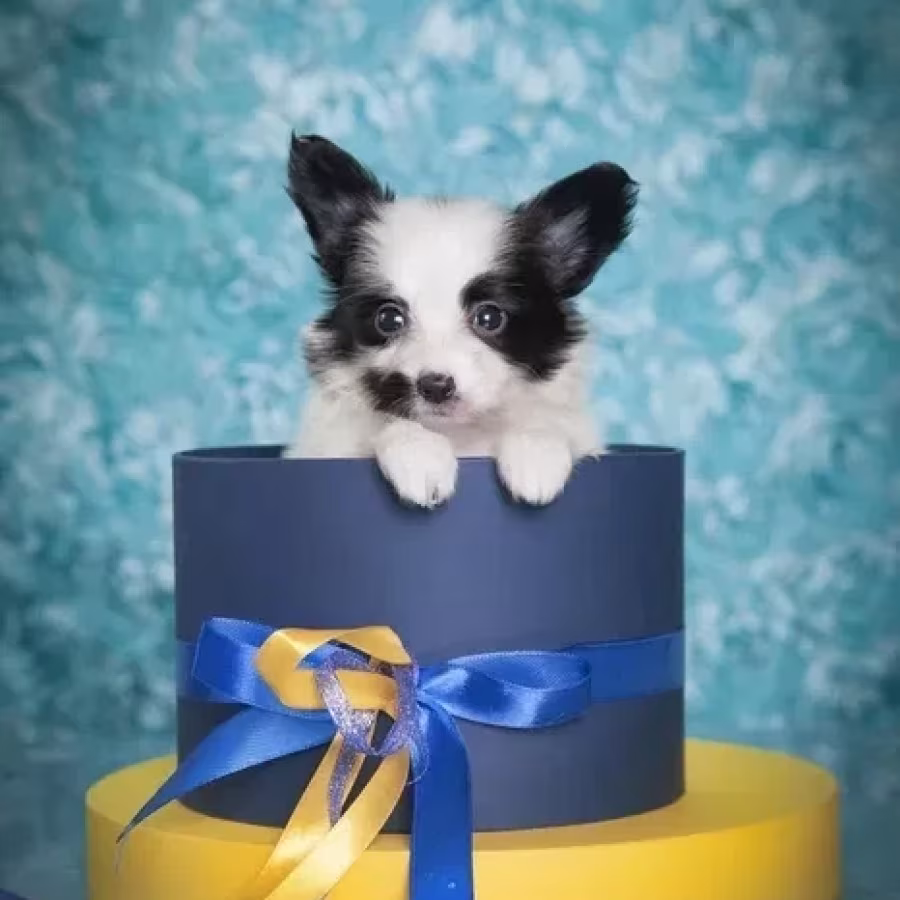 Papillon puppies for sale