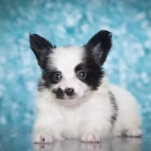 Papillon puppies for sale