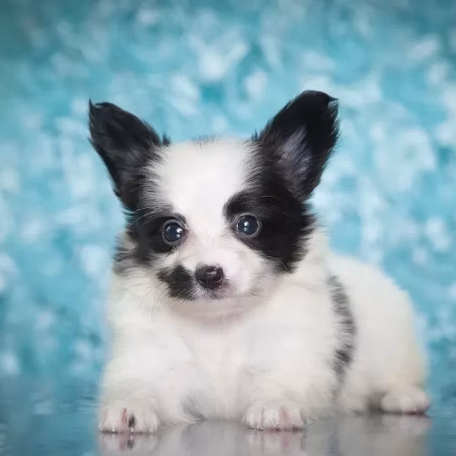 Papillon puppies for sale
