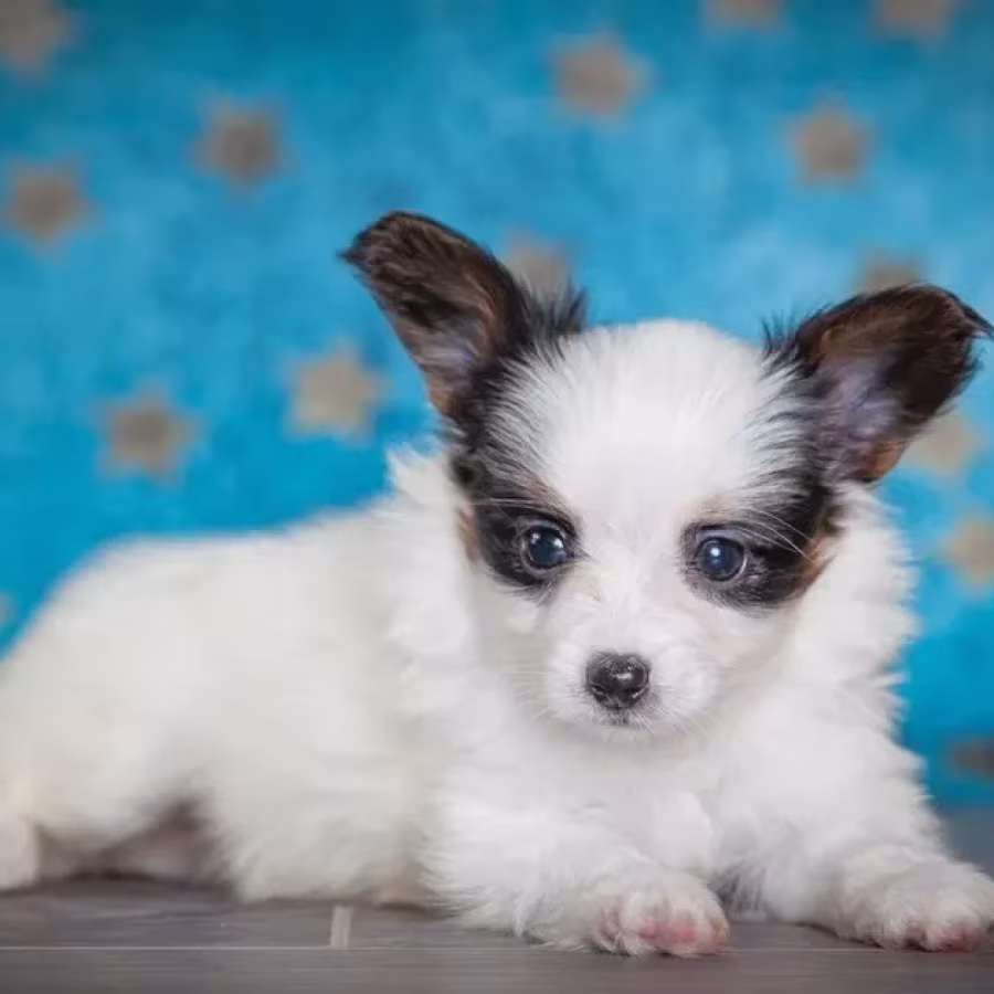 Papillon puppies for sale