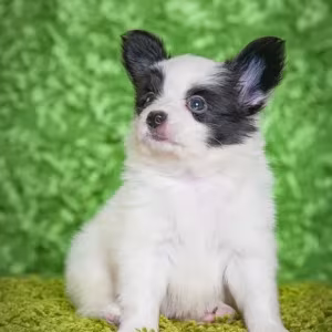 Papillon puppies for sale