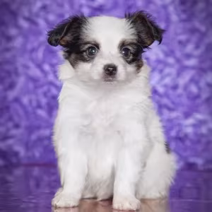 Papillon puppies for sale