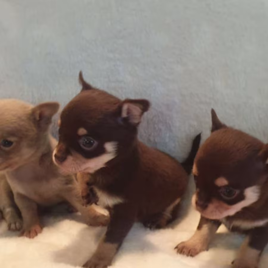 Chihuahua Puppies for Sale in Illinois (IL)