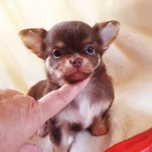 Chihuahua Puppies for Sale in Illinois (IL)