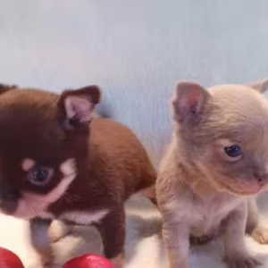 Chihuahua Puppies for Sale in Illinois (IL)