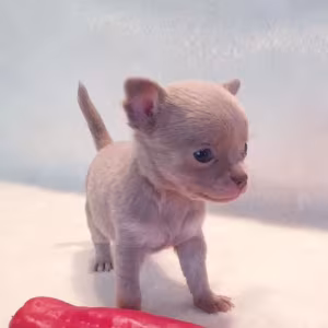 Chihuahua Puppies for Sale in Illinois (IL)
