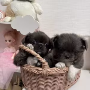 Chihuahua Girl and Boy Waiting for a New Owner in the Bronx (NY)