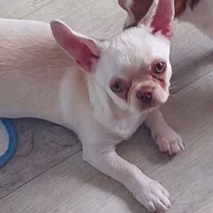 Chihuahua Girl for Sale in Manhattan (NY)