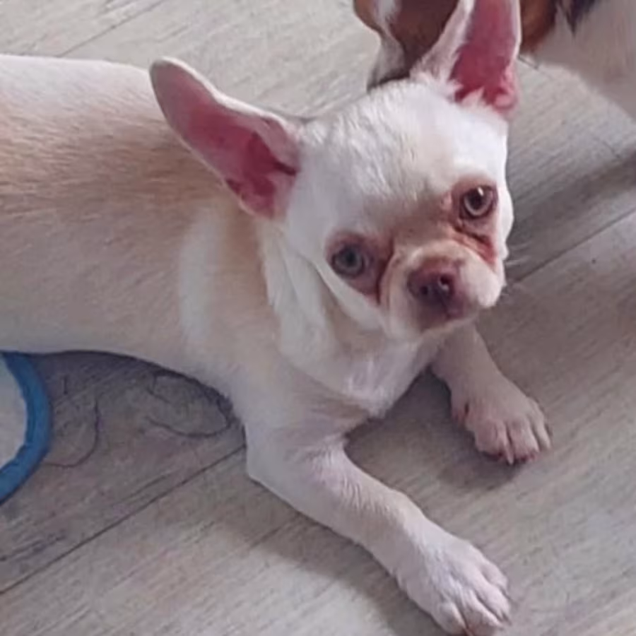 Chihuahua Girl for Sale in Manhattan (NY)