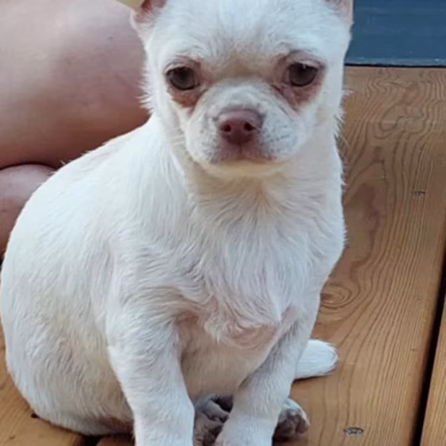 Chihuahua Girl for Sale in Manhattan (NY)