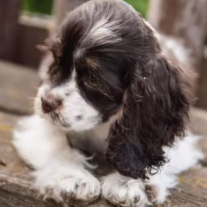 Cocker Spaniel Puppies from Responsible Breeders in Phoenix (AZ)