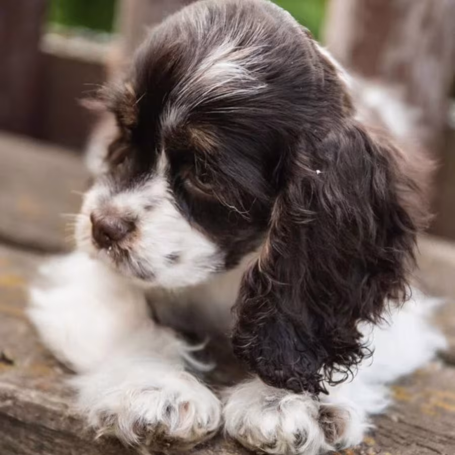 Cocker Spaniel Puppies from Responsible Breeders in Phoenix (AZ)