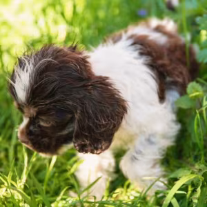 Cocker Spaniel Puppies from Responsible Breeders in Phoenix (AZ)