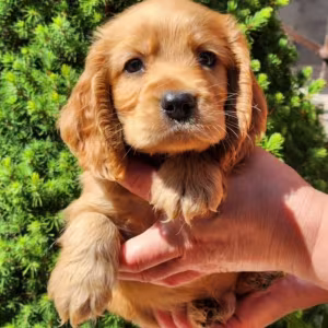 English Cocker Spaniel Girl Looking for a Home in San Diego (CA)