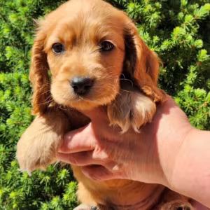 English Cocker Spaniel Girl Looking for a Home in San Diego (CA)