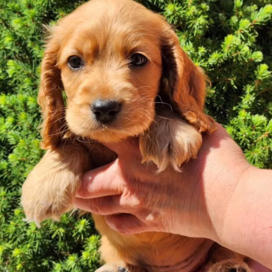 English Cocker Spaniel Girl Looking for a Home in San Diego (CA)