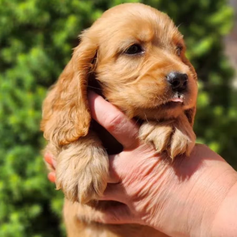 English Cocker Spaniel Girl Looking for a Home in San Diego (CA)