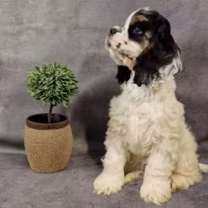 American Cocker Spaniel Girl and Boy Looking for a Home in Denver (CO)