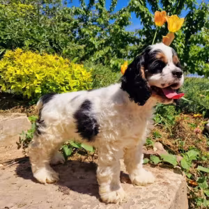 American Cocker Spaniel Girl and Boy Looking for a Home in Denver (CO)