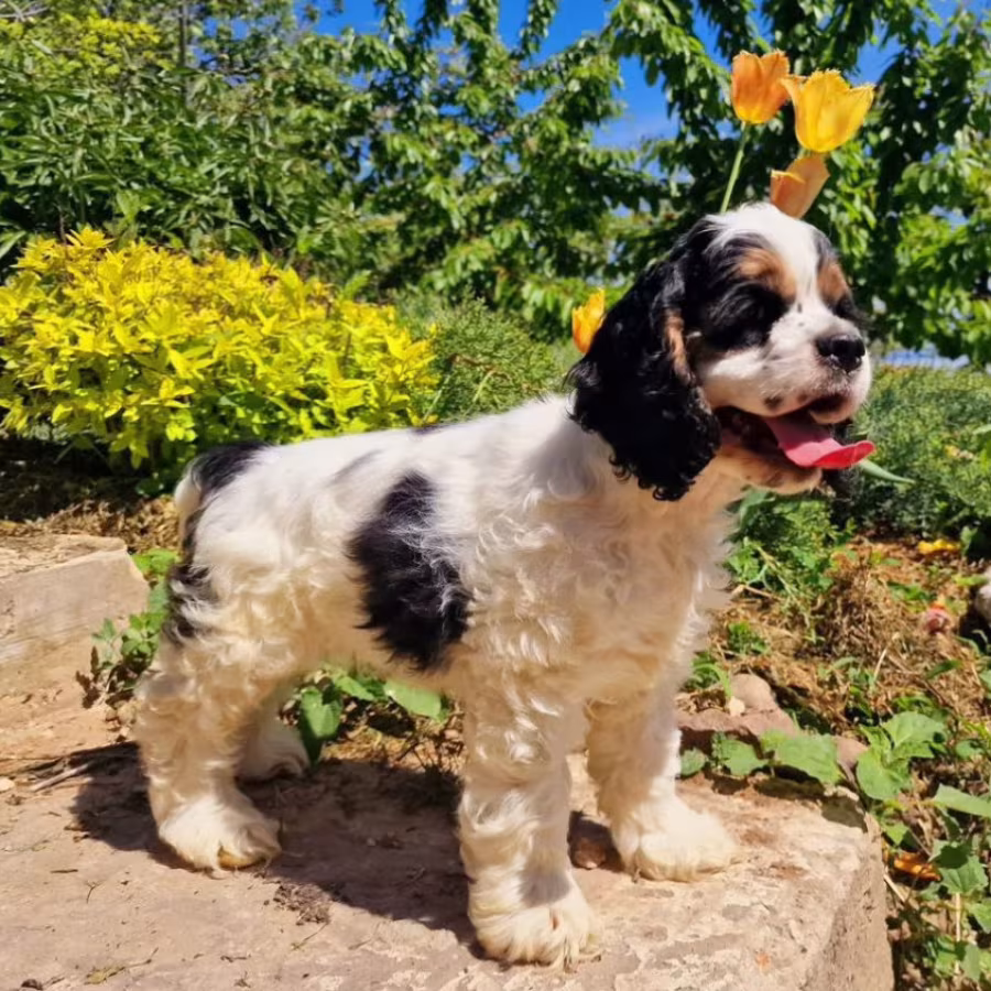 American Cocker Spaniel Girl and Boy Looking for a Home in Denver (CO)