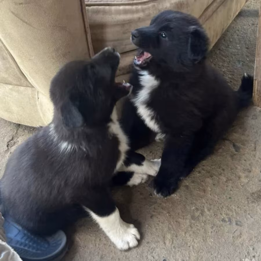 Collie Puppies Ready for Reservation in San Jose (CA)