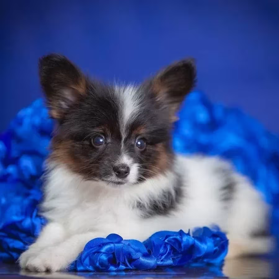 Adorable Papillon Puppies for Sale | Healthy & Socialized!