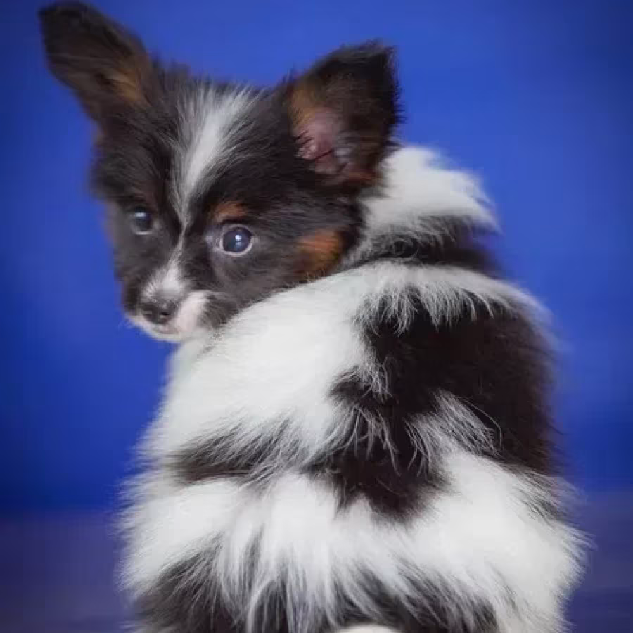 Adorable Papillon Puppies for Sale | Healthy & Socialized!