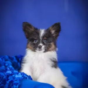 Adorable Papillon Puppies for Sale | Healthy & Socialized!