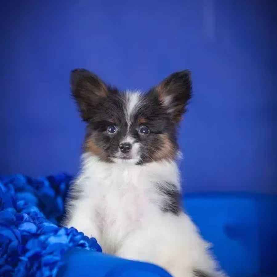Adorable Papillon Puppies for Sale | Healthy & Socialized!